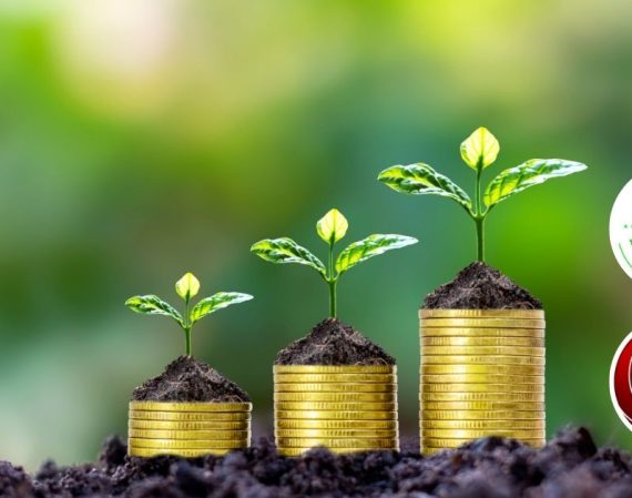 Plants on stacked piles of coins representing growing wealth